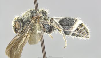 Media type: image;   Entomology 13733 Aspect: habitus lateral view